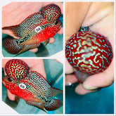 Kamfa Flowerhorn - 58